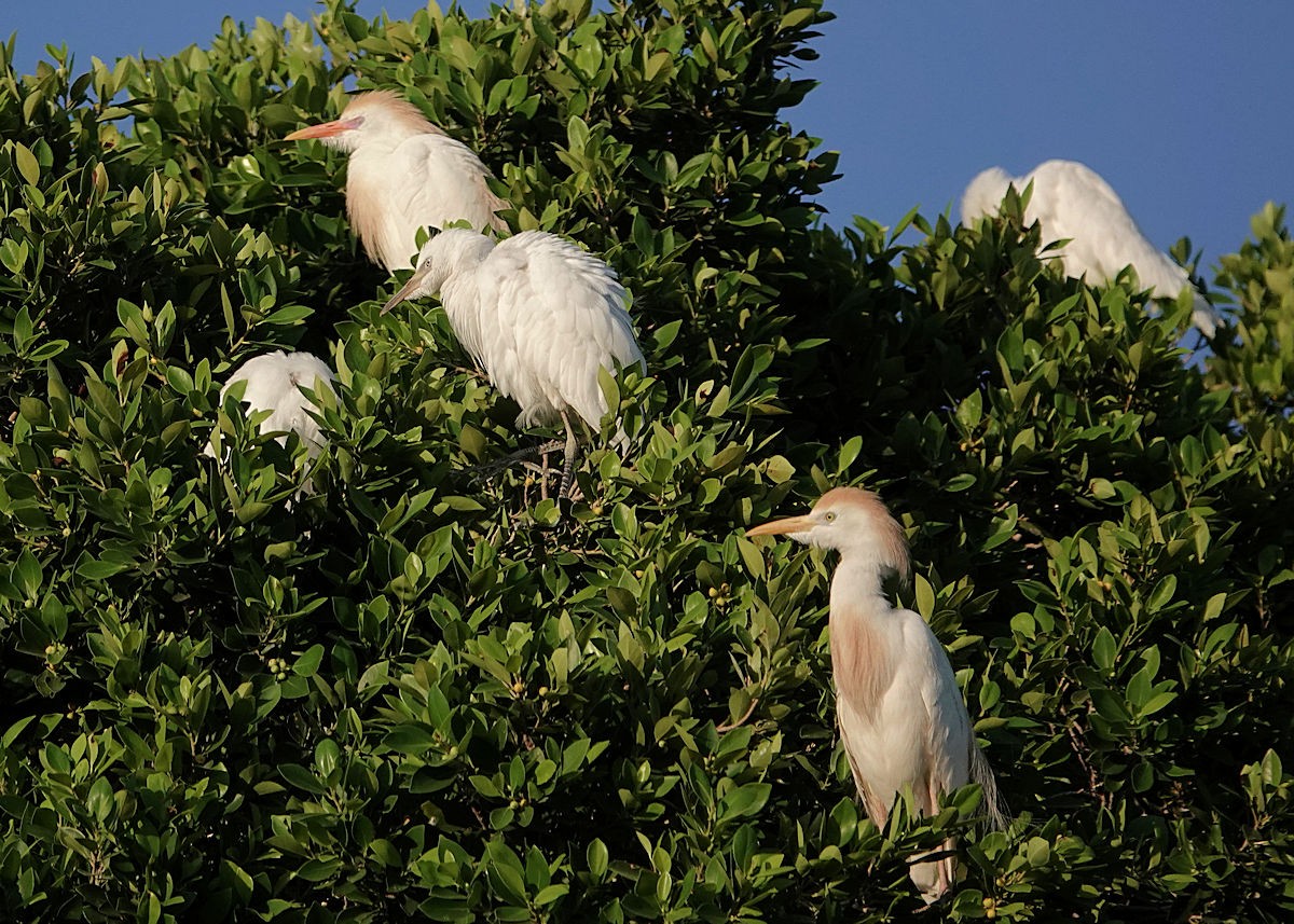 Western Cattle Egret - Henry Detwiler