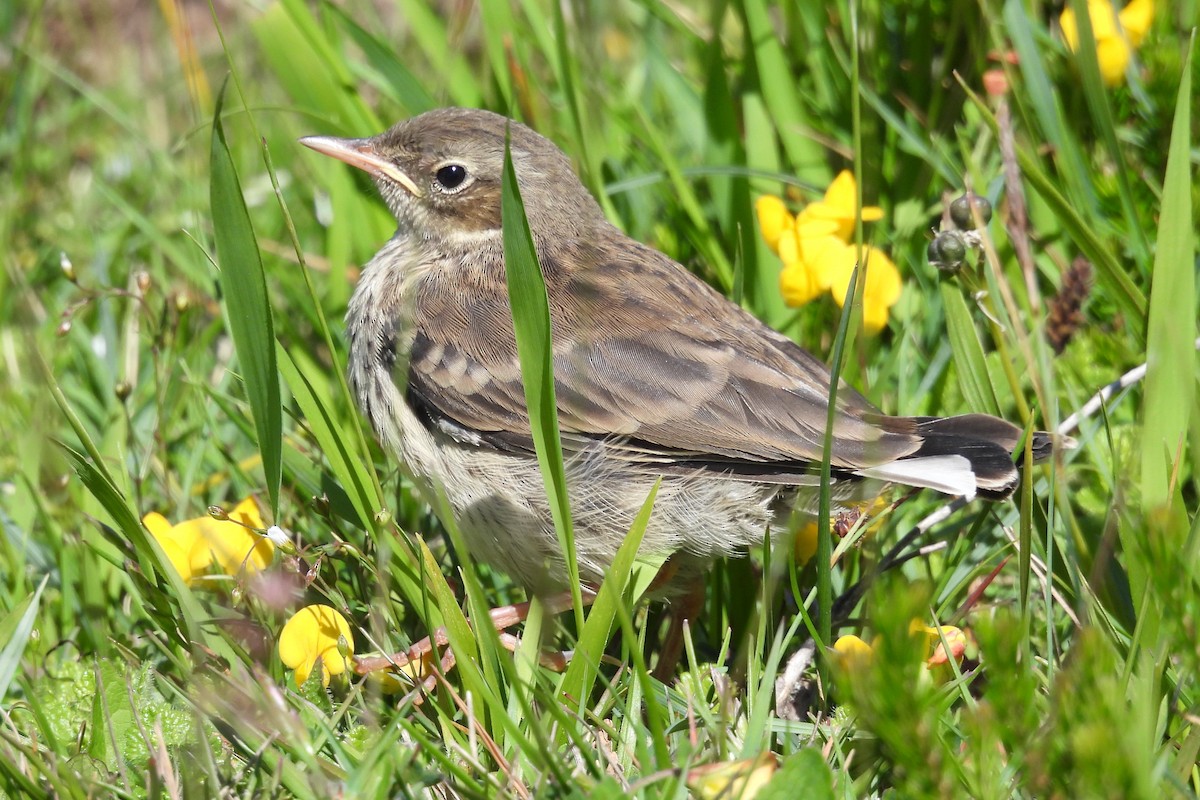 Water Pipit - ML620418968
