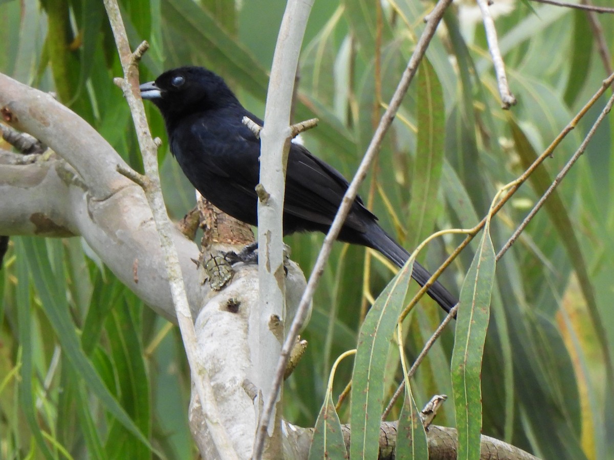 White-lined Tanager - ML620418983