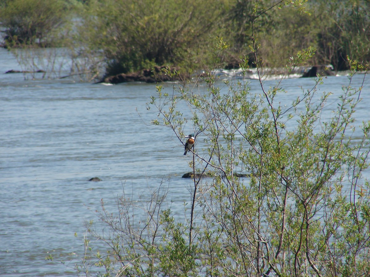 Amazon Kingfisher - ML620418990