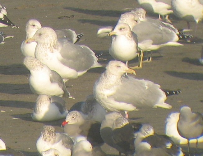 Herring Gull (American) - ML620418998