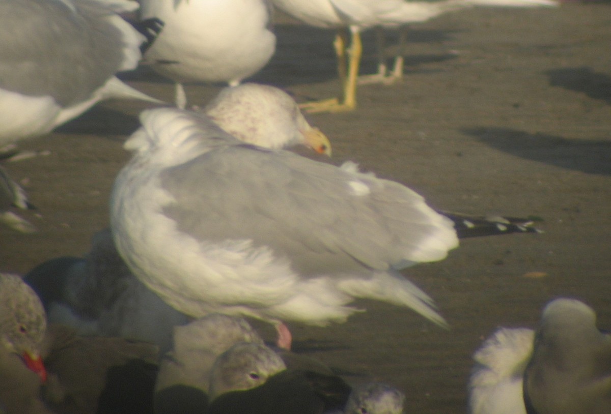 Herring Gull (American) - ML620419002
