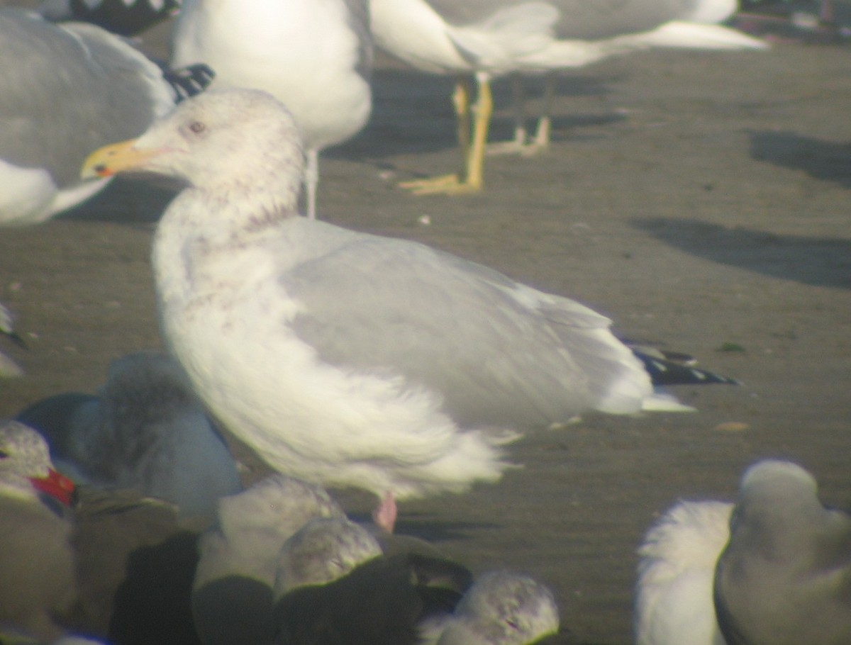 Herring Gull (American) - ML620419003