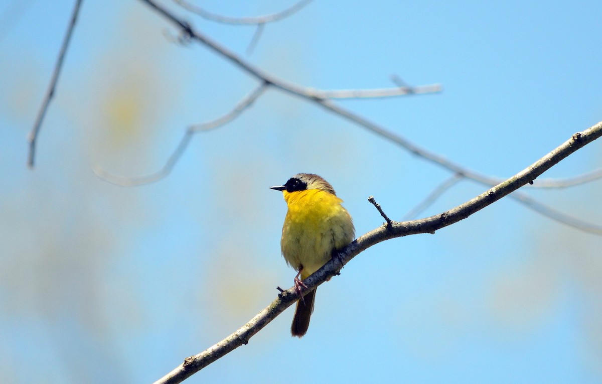 Common Yellowthroat - ML620419009