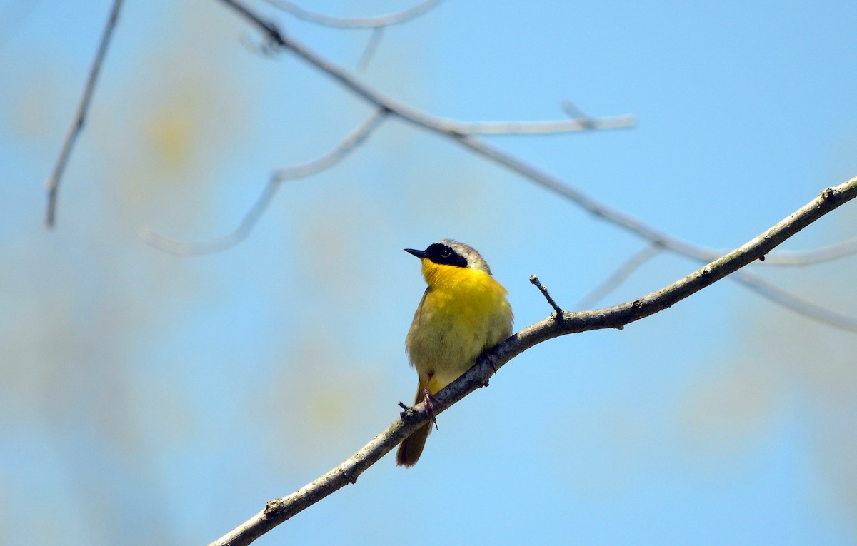 Common Yellowthroat - ML620419010