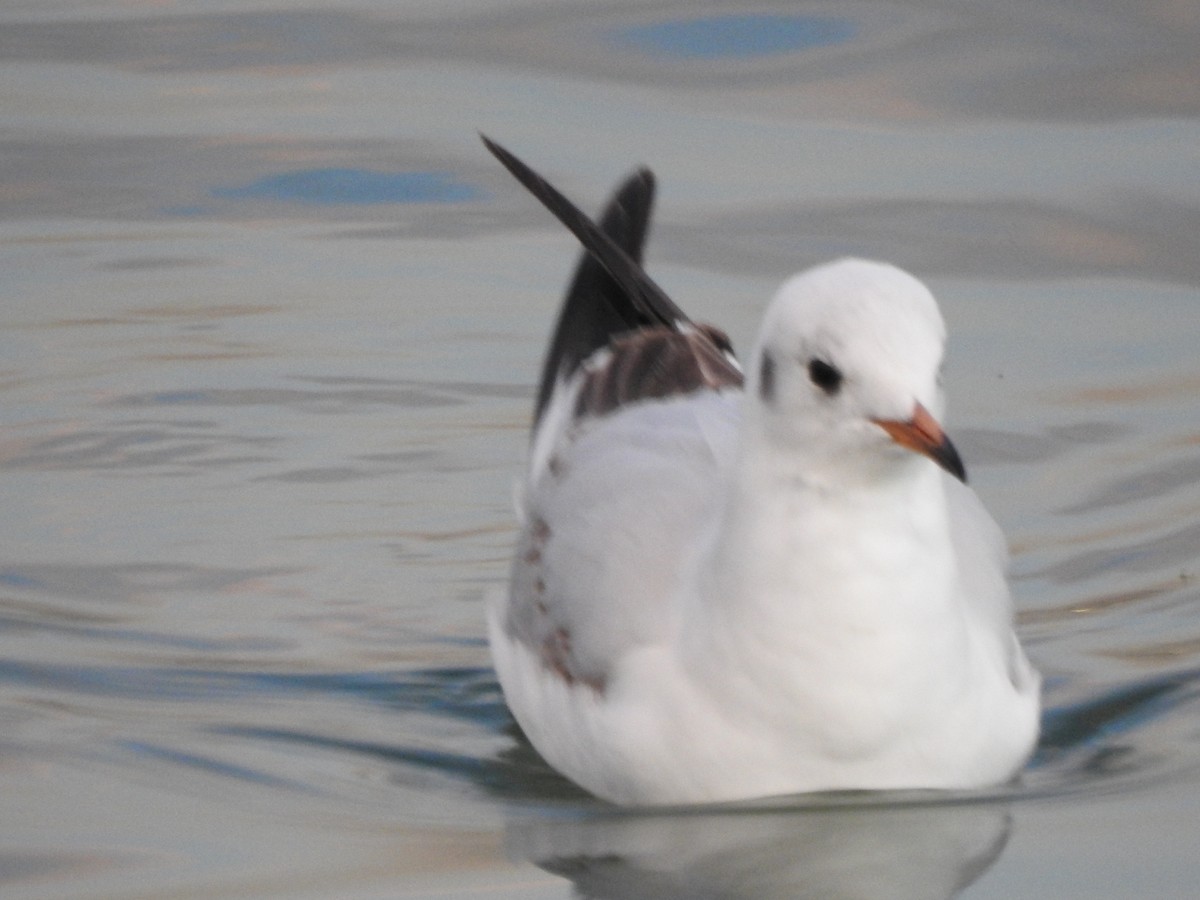 Mouette rieuse - ML620419013