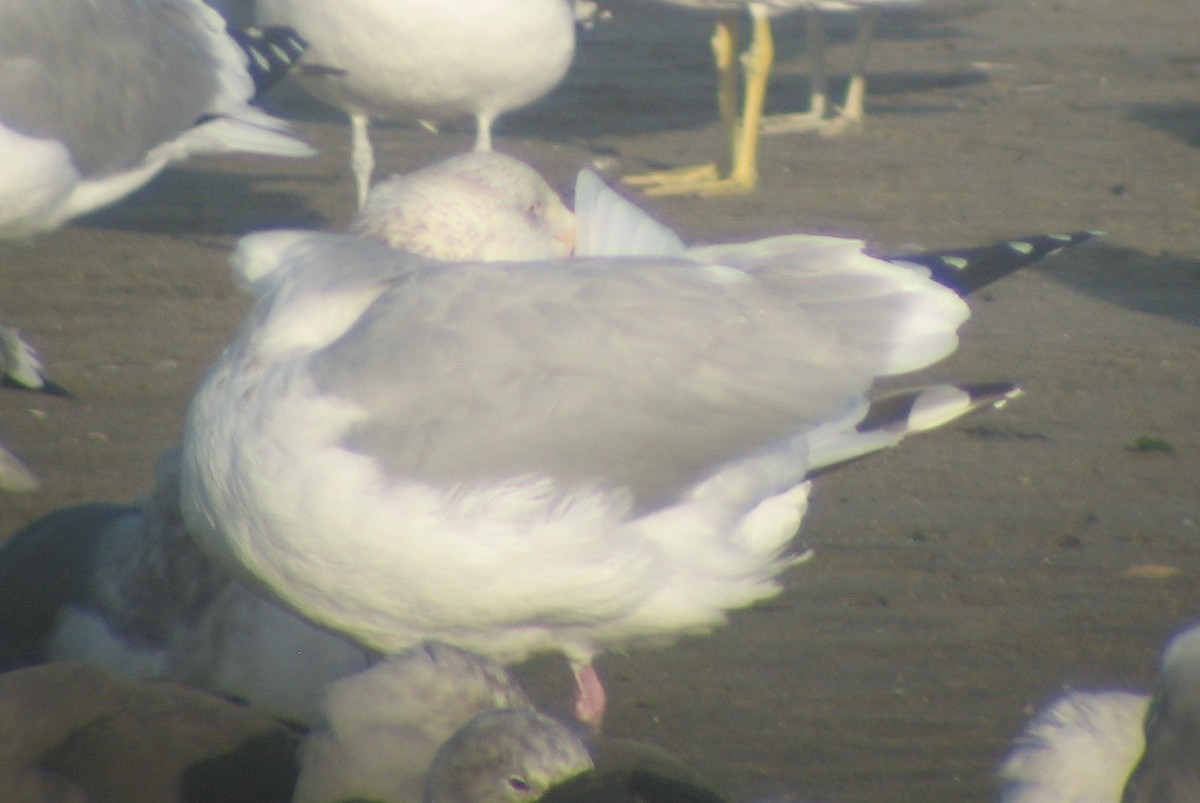 Herring Gull (American) - ML620419015
