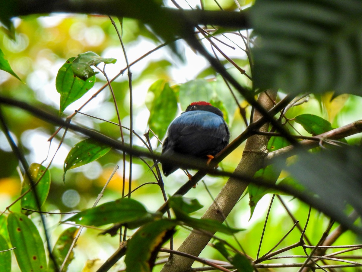 Lance-tailed Manakin - Wilson Ortega