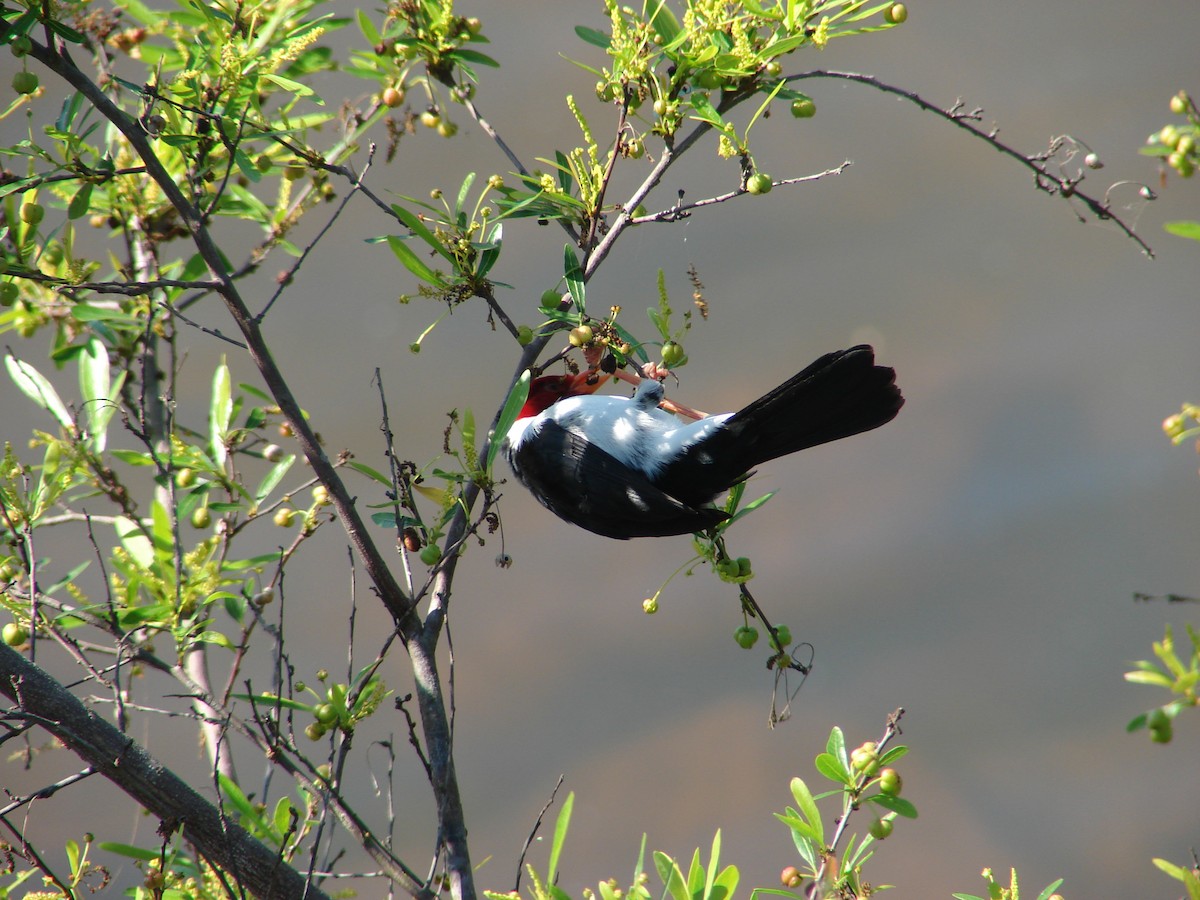 Yellow-billed Cardinal - ML620419038