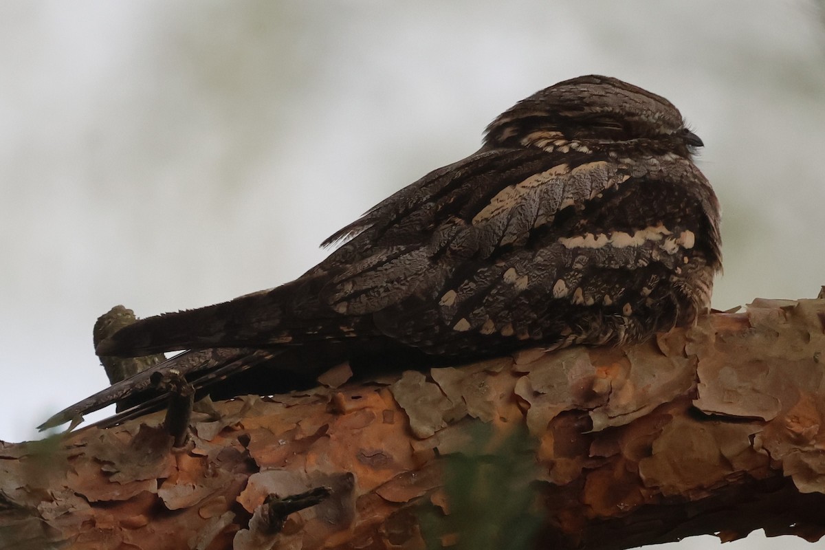 Eurasian Nightjar - Alan Bird