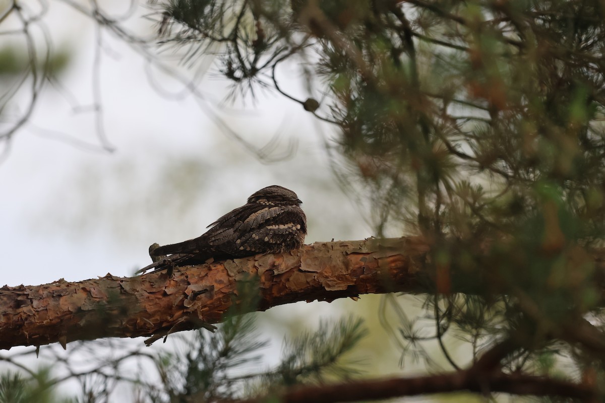 Eurasian Nightjar - Alan Bird