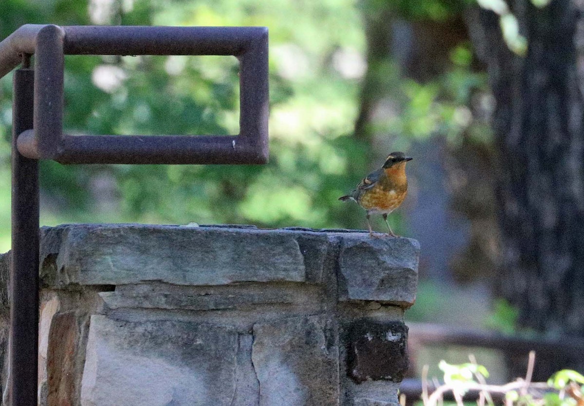 Varied Thrush - ML620419057