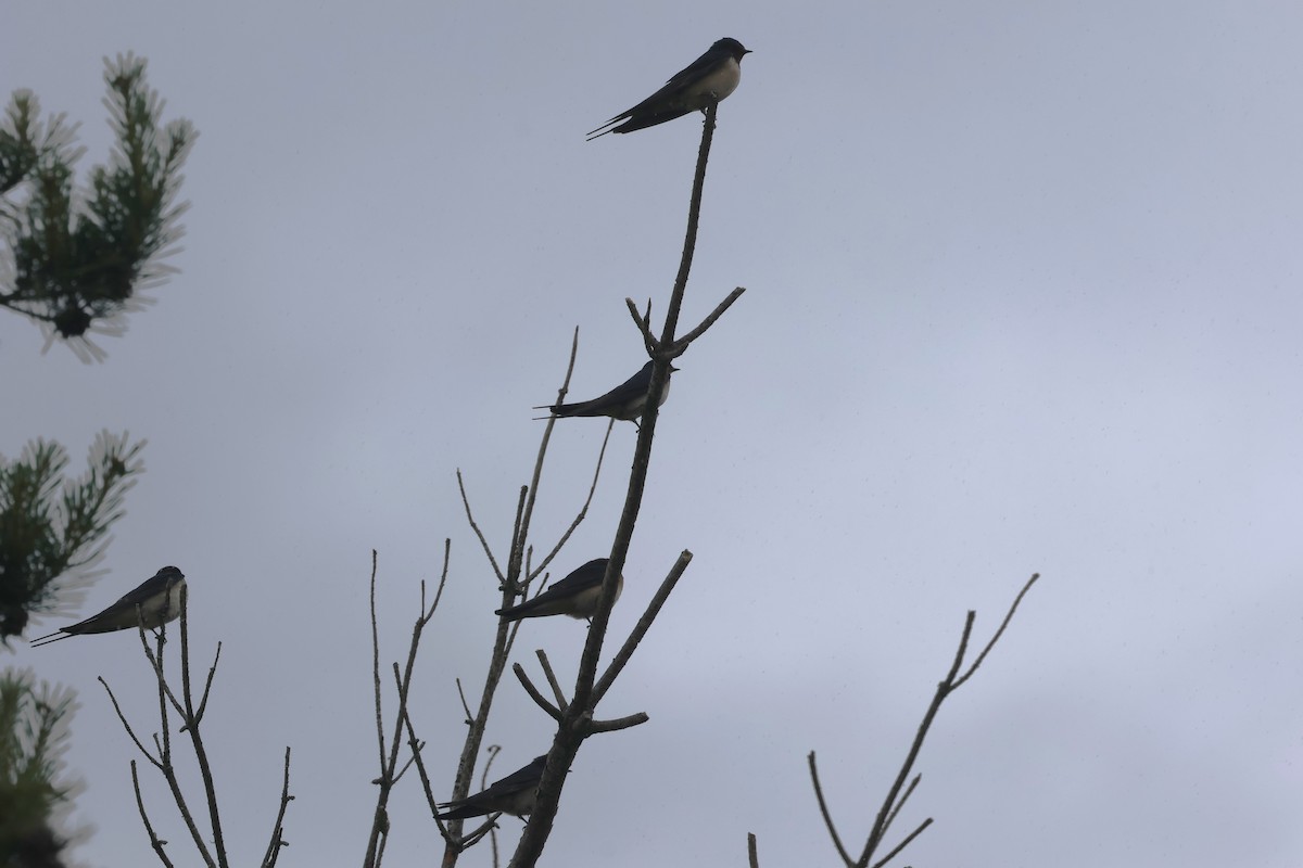 Golondrina Común - ML620419059