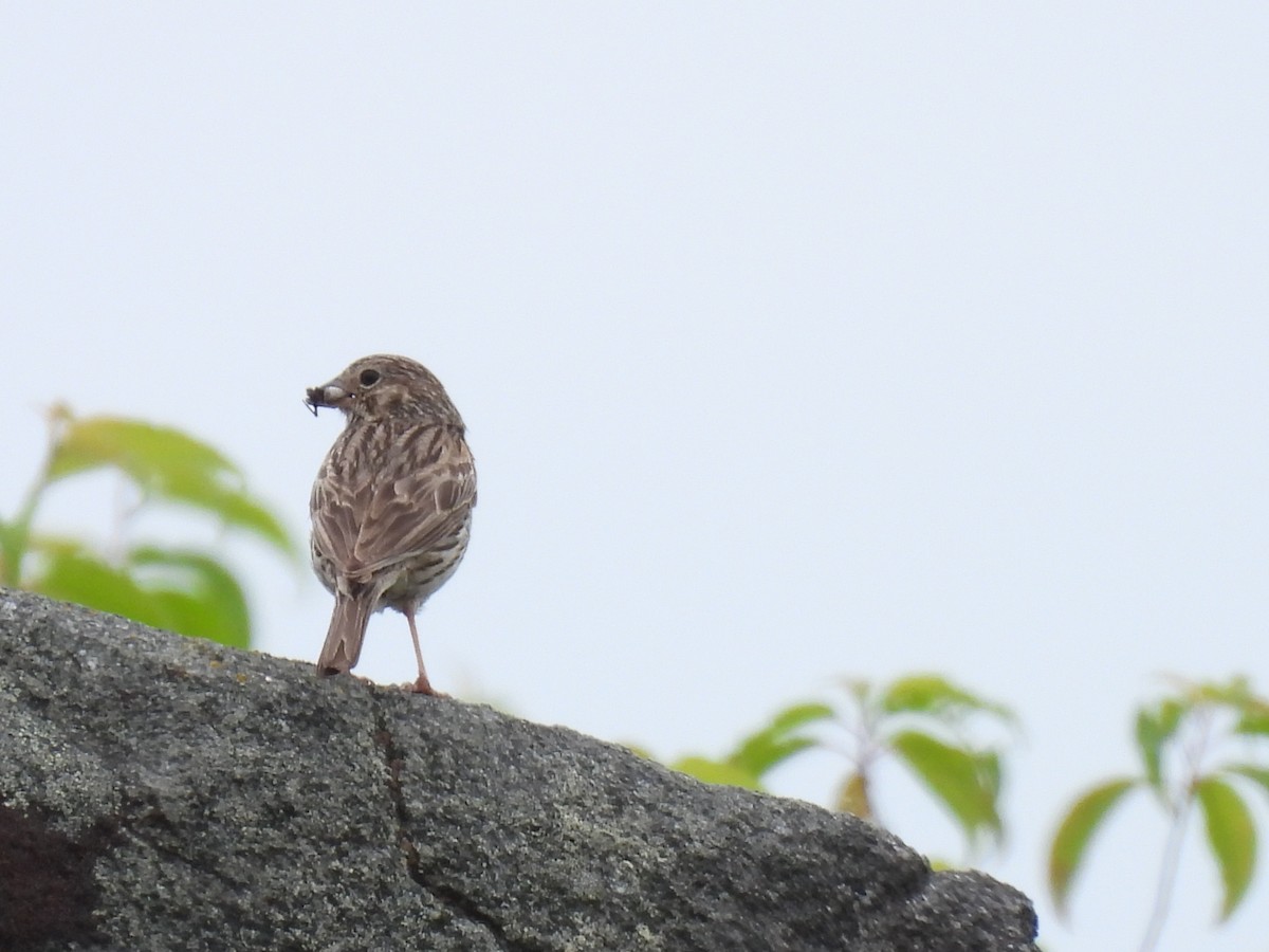 Field Sparrow - ML620419068