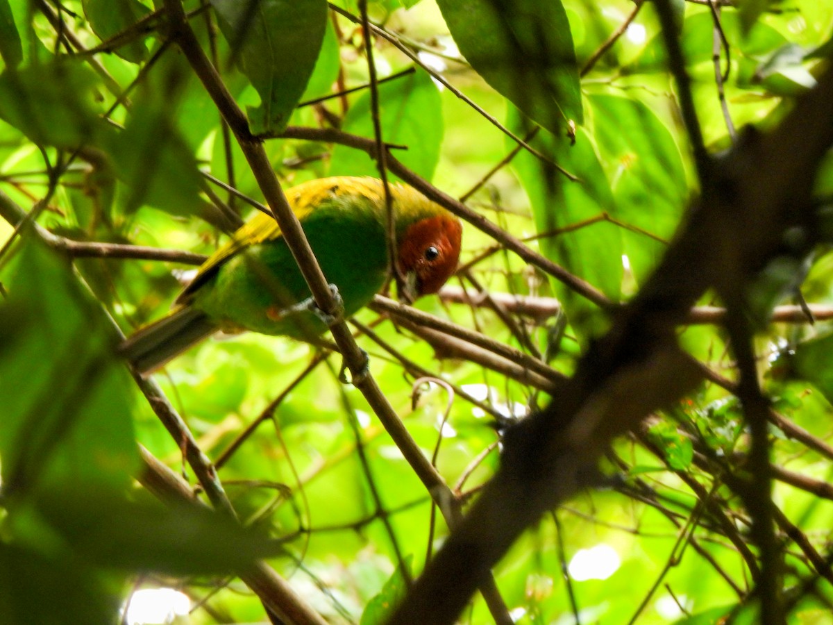 Bay-headed Tanager - ML620419074