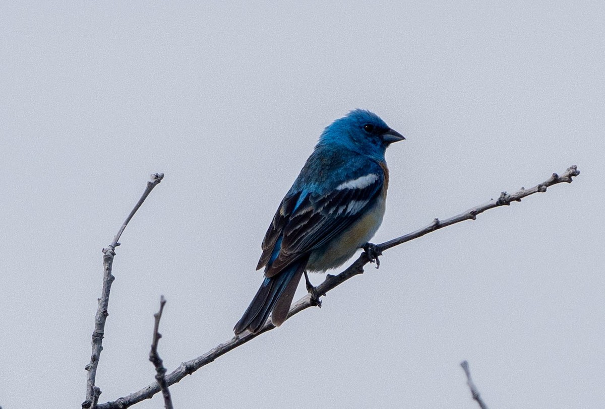 Lazuli Bunting - ML620419078