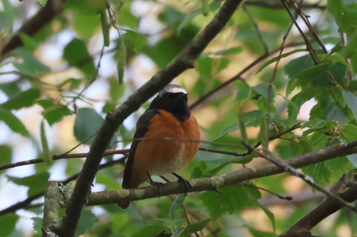 Common Redstart - Alan Bird