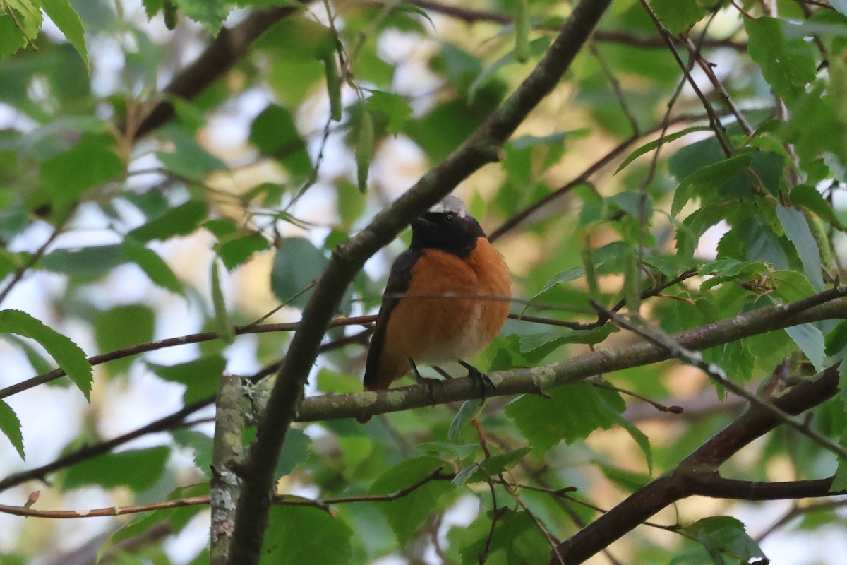 Common Redstart - ML620419081