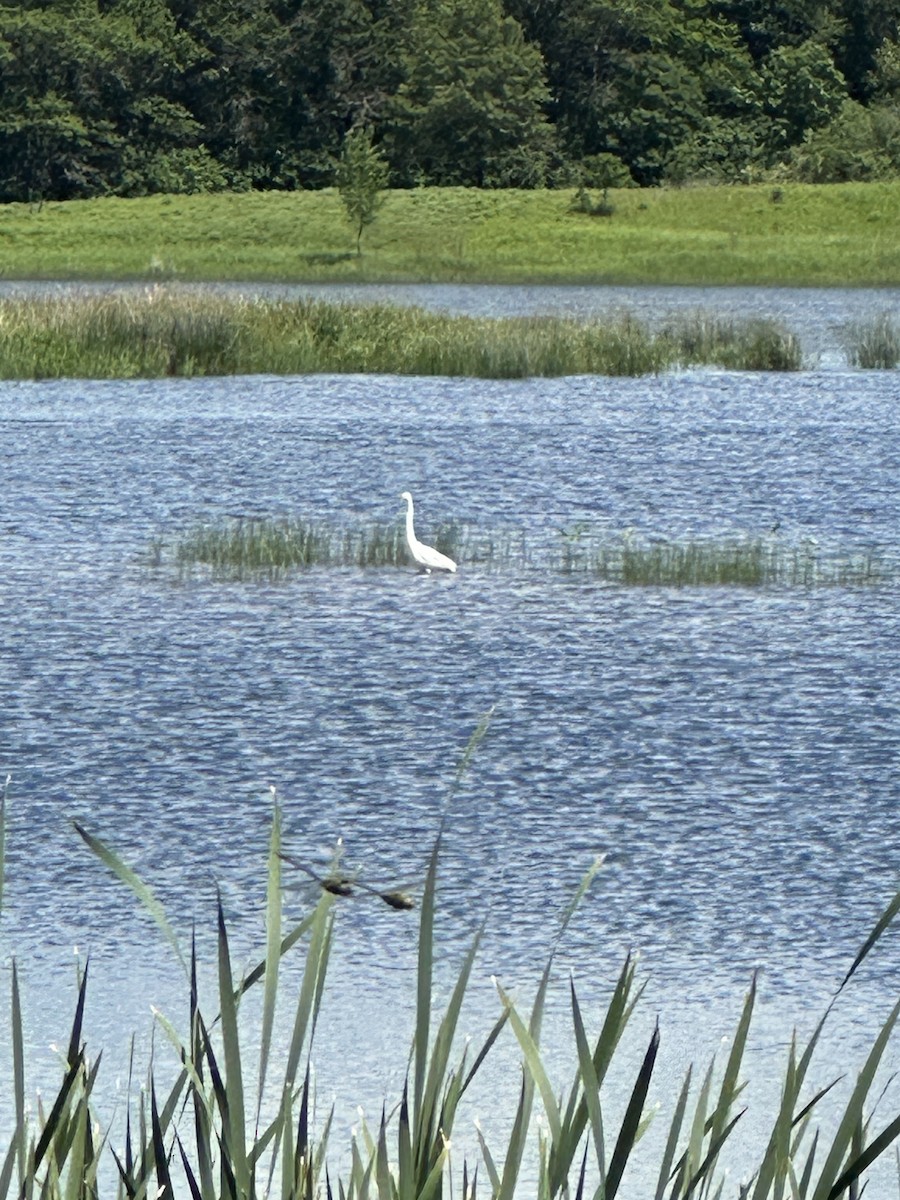 Great Egret - ML620419093