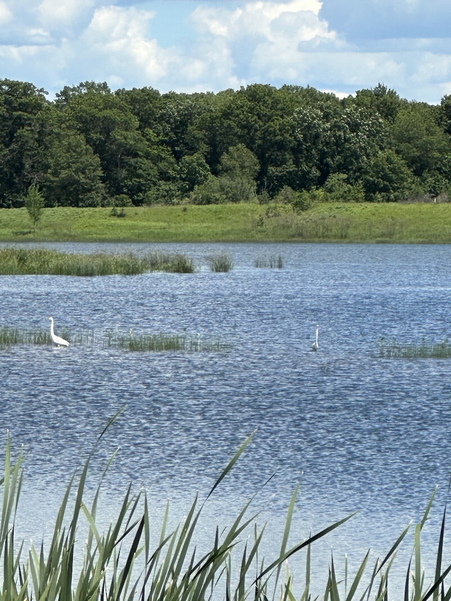 Great Egret - ML620419094