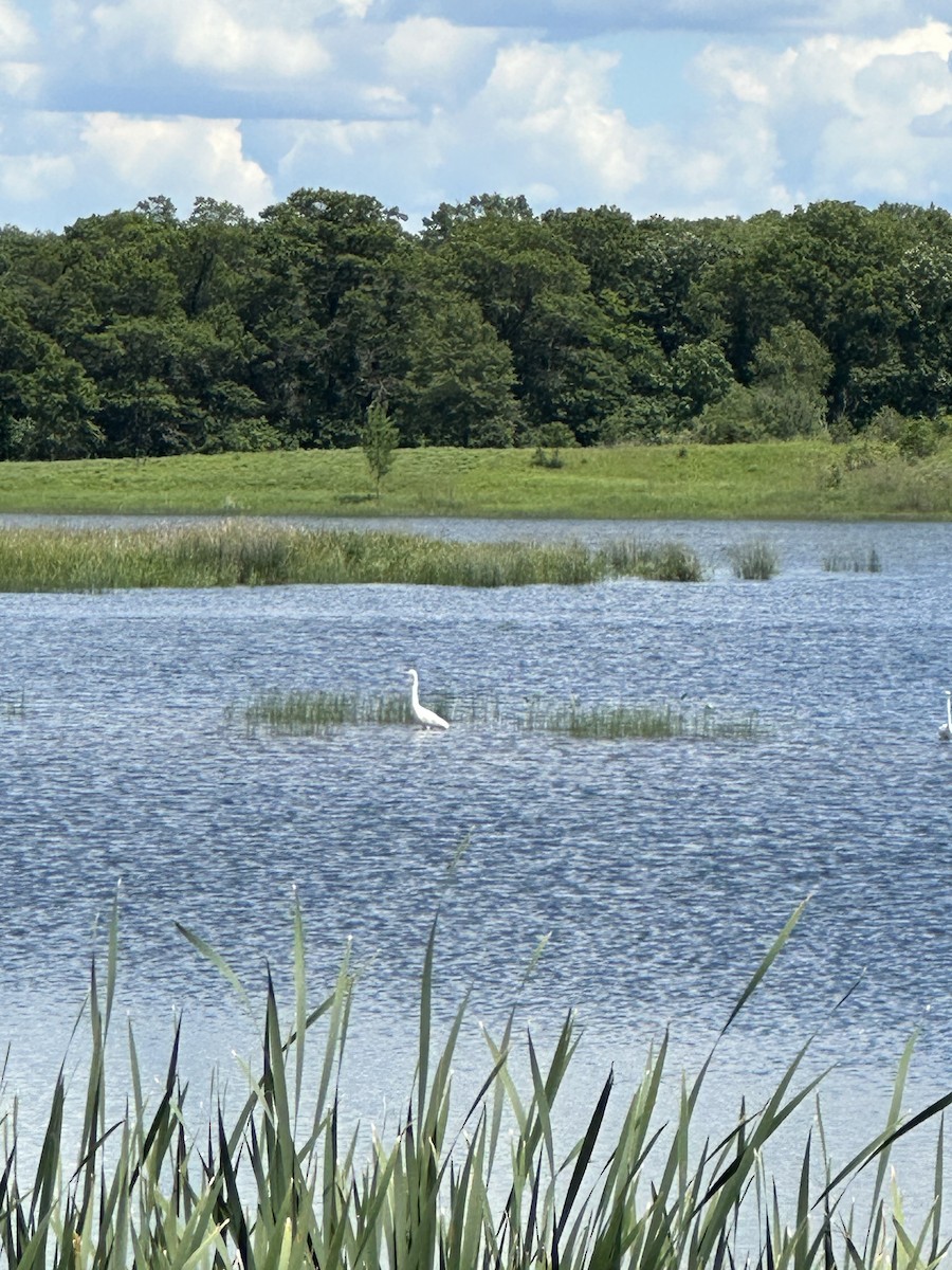 Great Egret - ML620419095