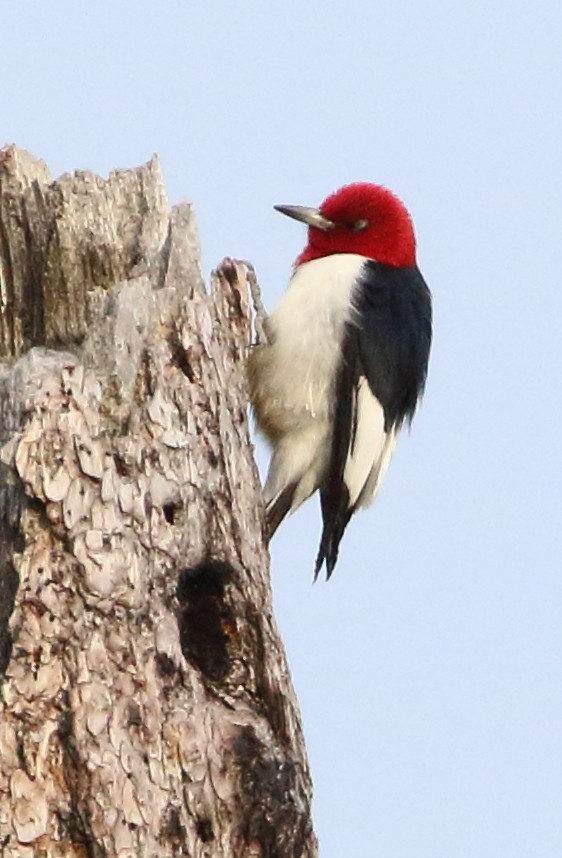 Red-headed Woodpecker - ML620419103