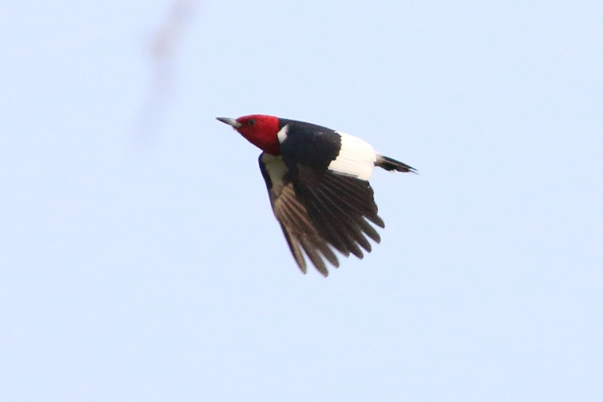 Red-headed Woodpecker - ML620419104