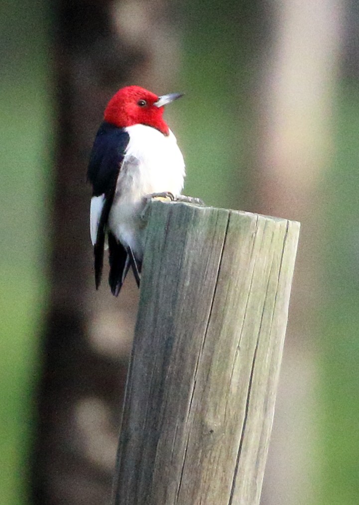 Red-headed Woodpecker - ML620419105