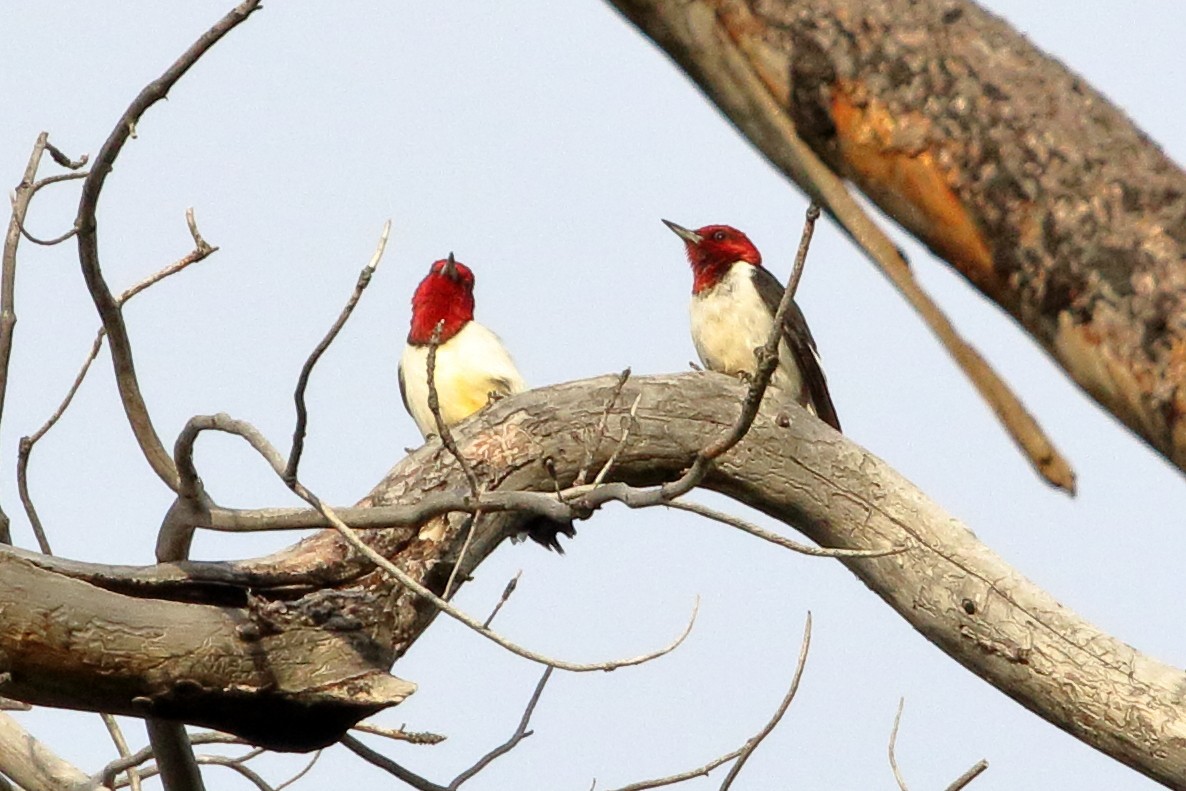 Red-headed Woodpecker - ML620419106