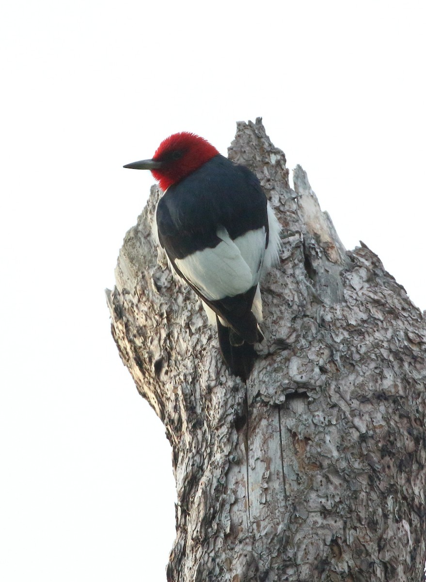 Red-headed Woodpecker - ML620419107
