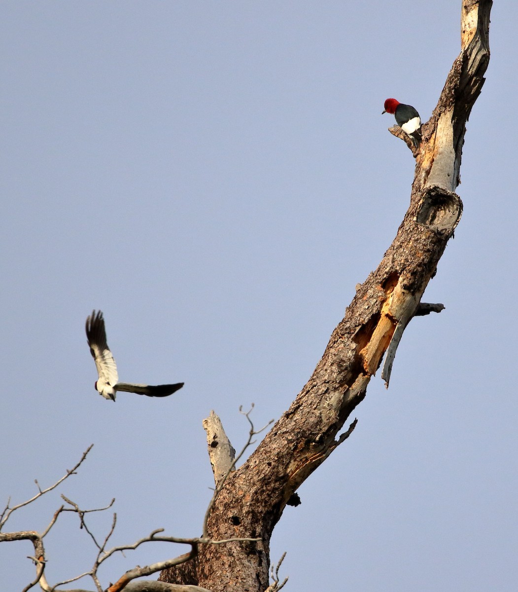 Red-headed Woodpecker - ML620419108