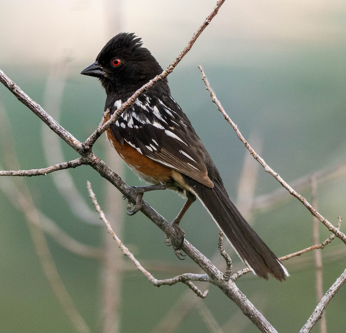 Spotted Towhee - ML620419110