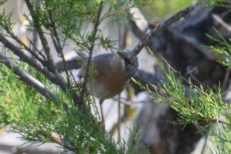 Curruca Tirrénica - ML620419120