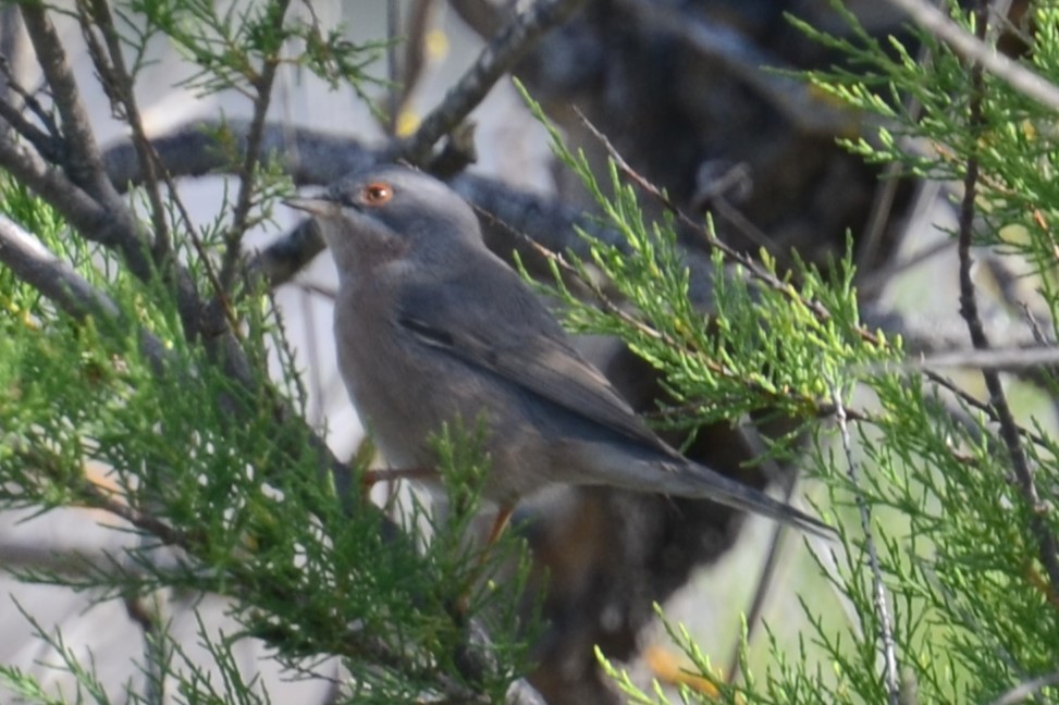 Moltoni's Warbler - ML620419121