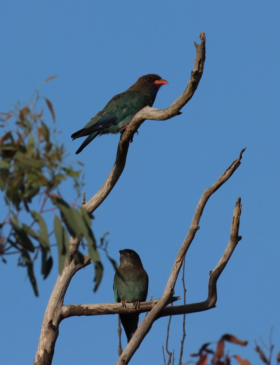 Dollarbird - ML620419125