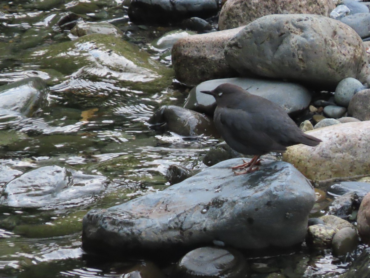 American Dipper - ML620419128