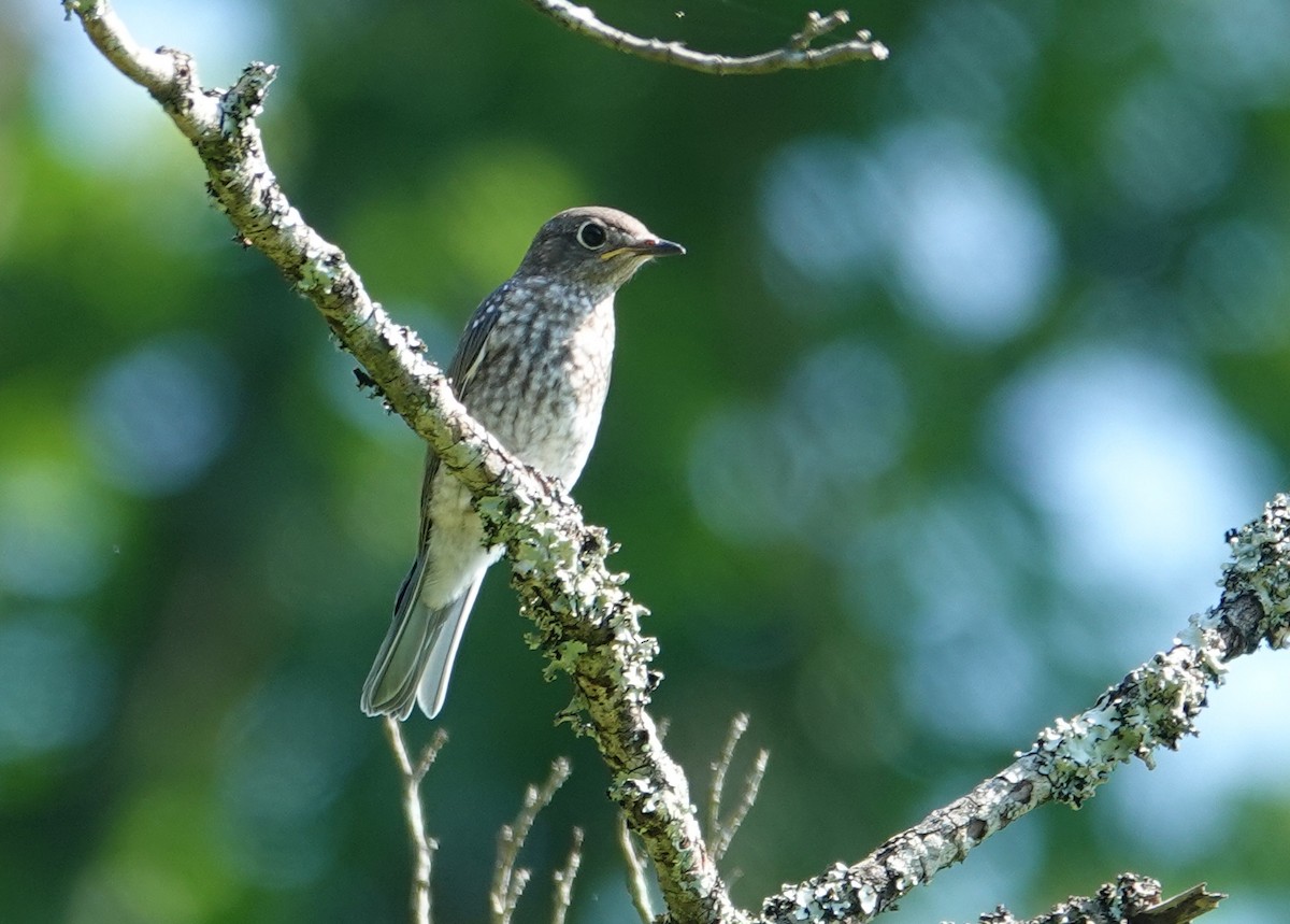 Eastern Bluebird - ML620419131