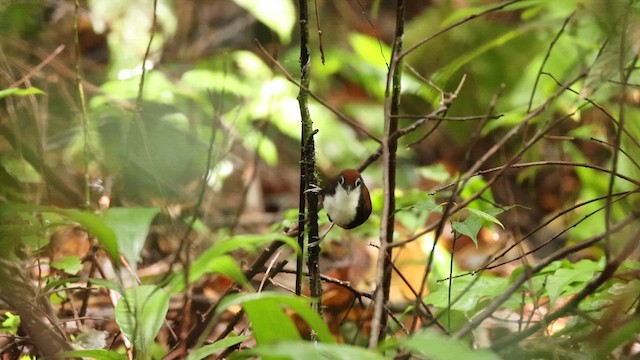 White-cheeked Antbird - ML620419134