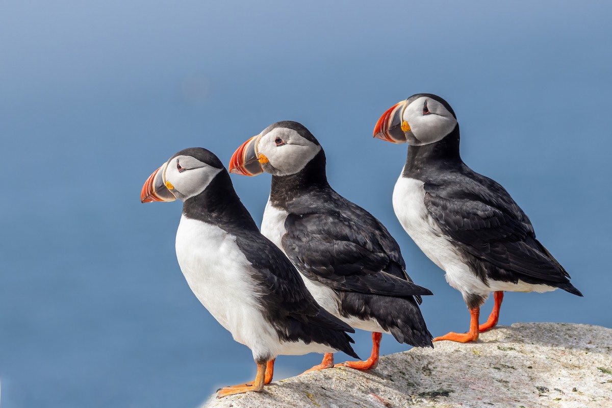 Atlantic Puffin - ML620419136