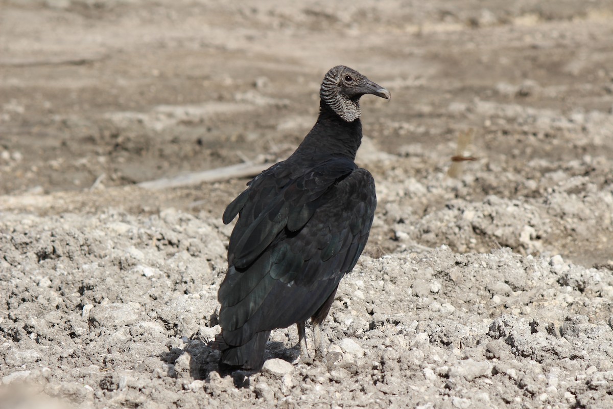 Black Vulture - ML620419146