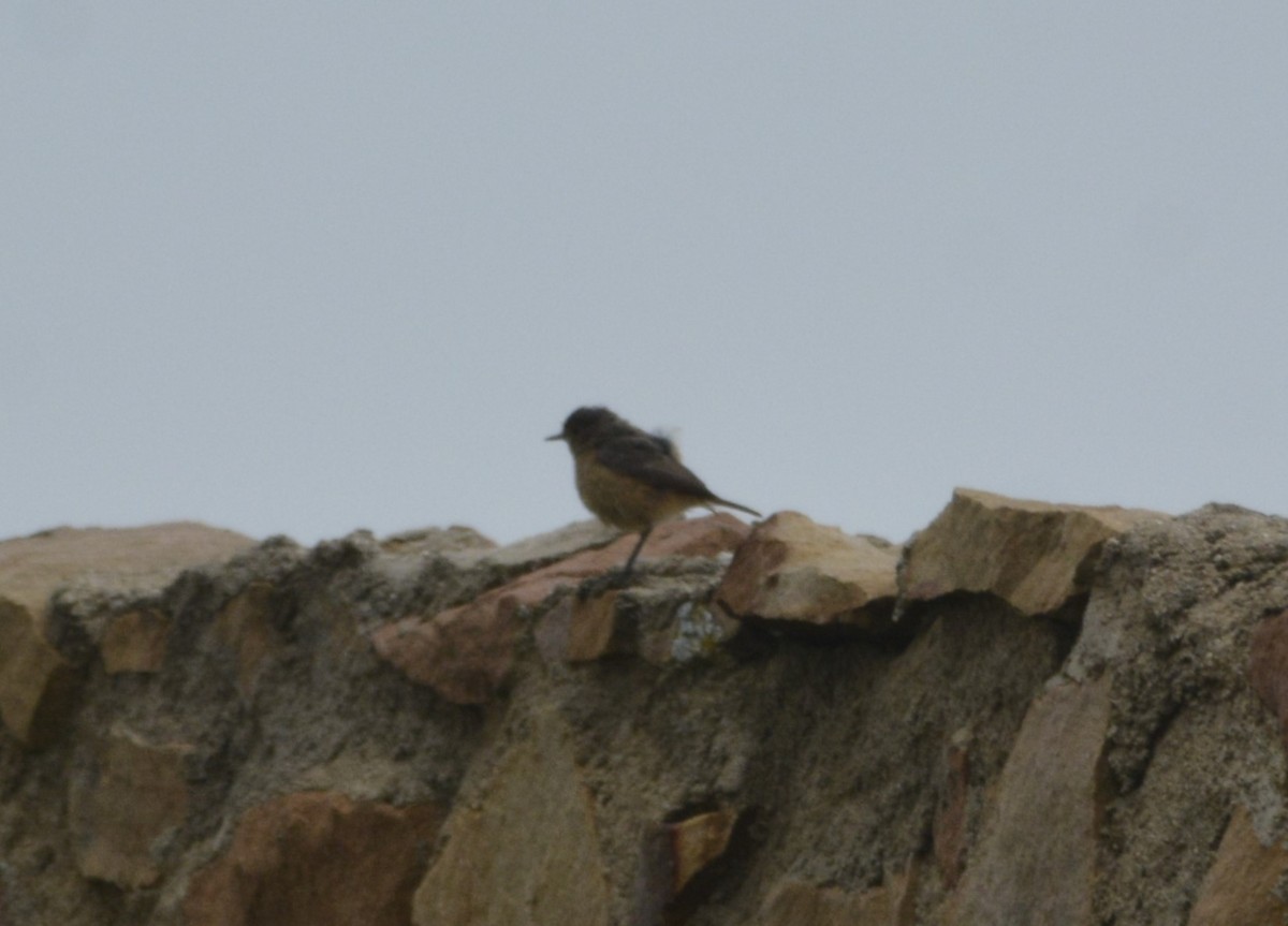 Moussier's Redstart - Karim Haddad