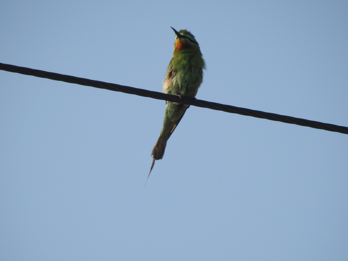 Blue-cheeked Bee-eater - ML620419148