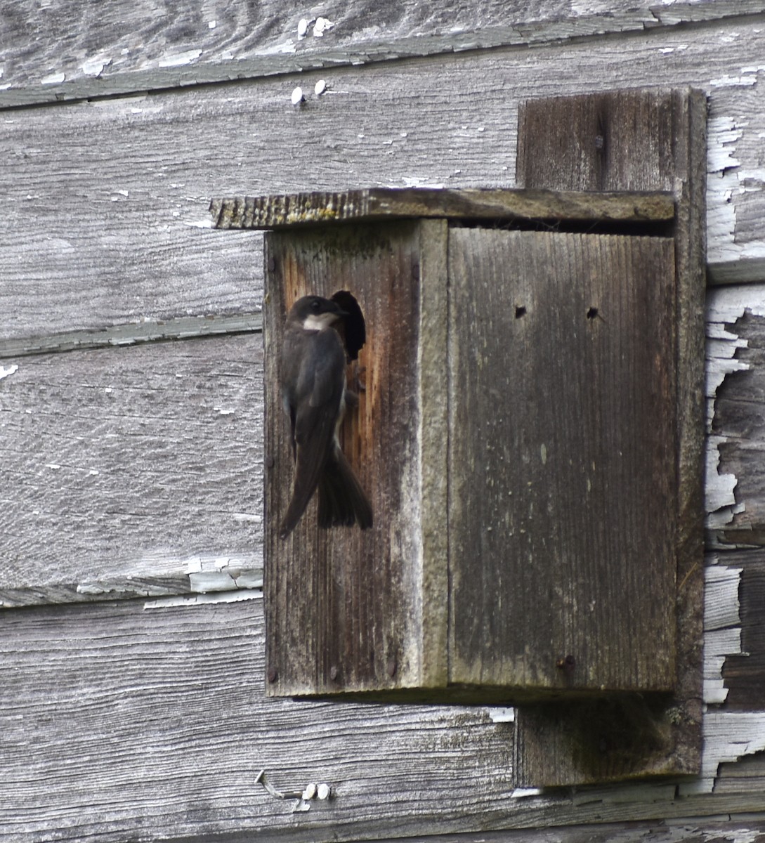 Tree Swallow - ML620419154