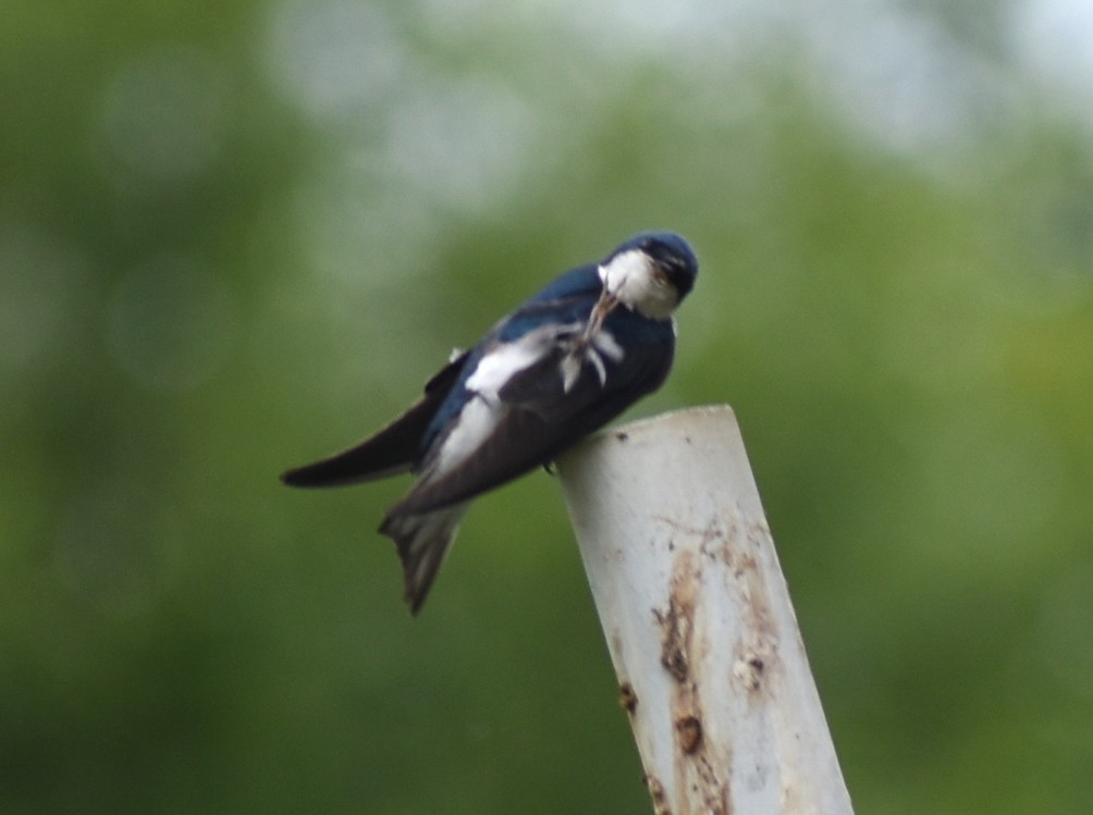 Tree Swallow - ML620419155