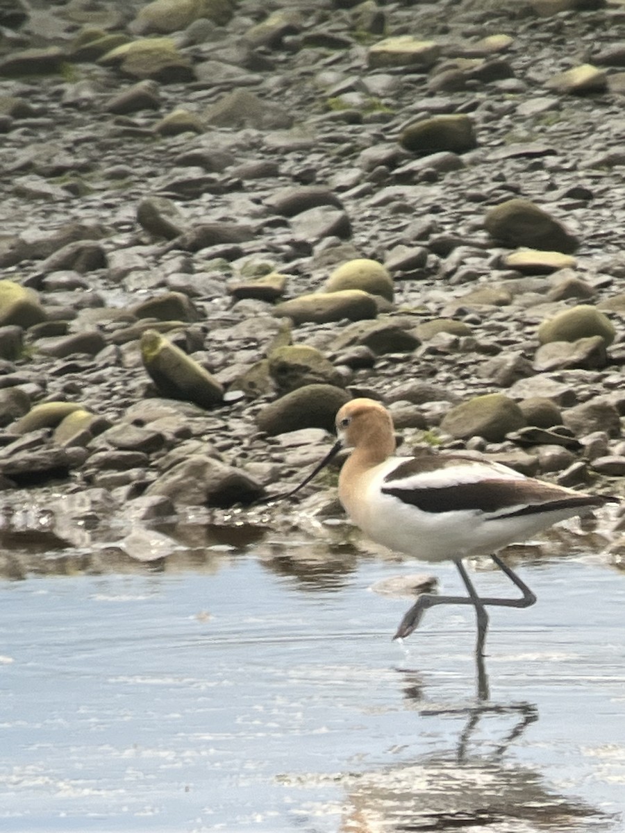 American Avocet - ML620419161