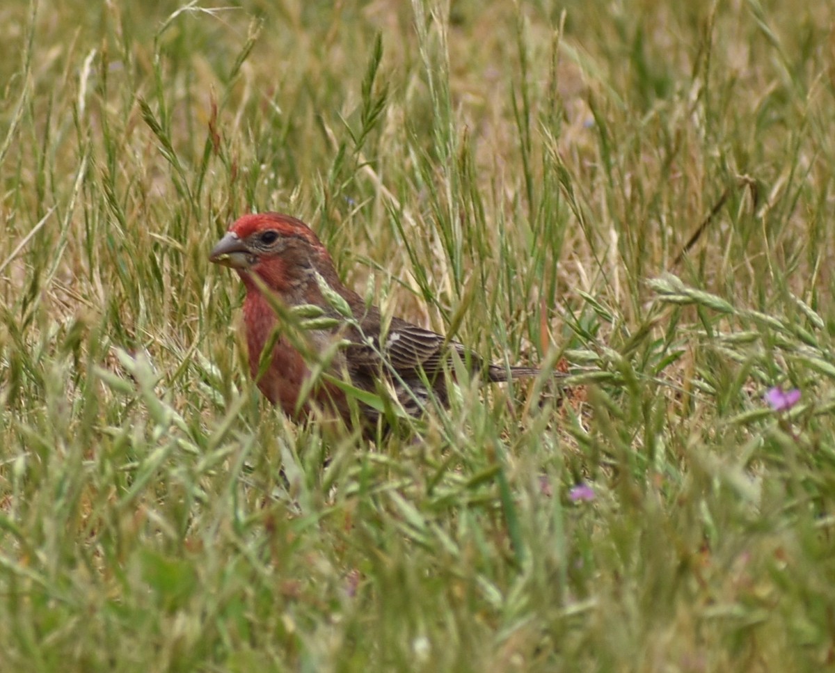 House Finch - ML620419166