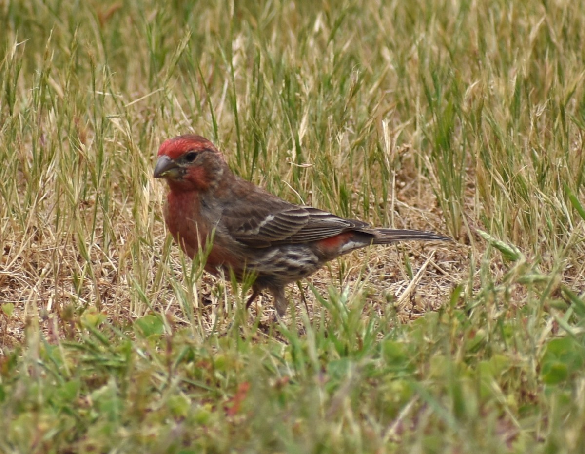 House Finch - ML620419167