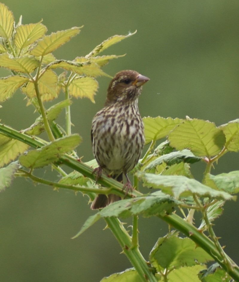 House Finch - ML620419168