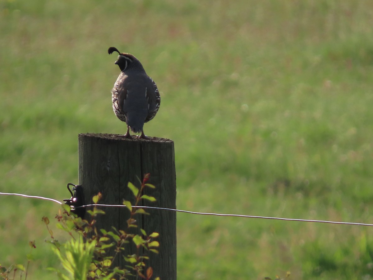 California Quail - ML620419171