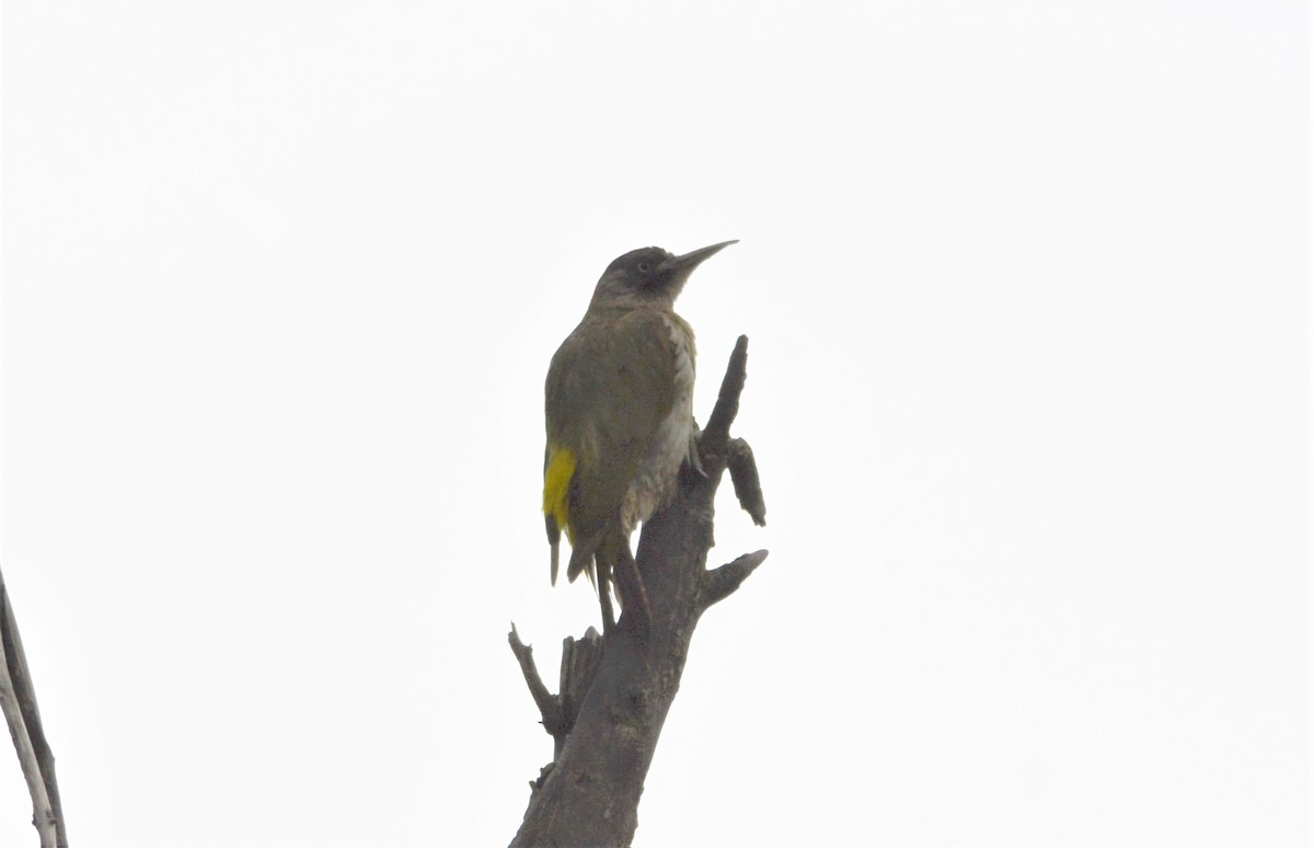 Levaillant's Woodpecker - ML620419175